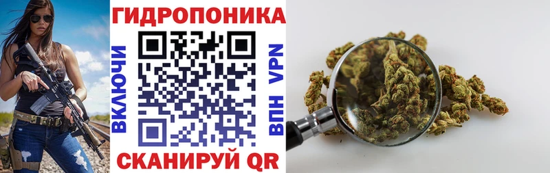 Бошки Шишки OG Kush  мега вход  Ельня  цена наркотик 
